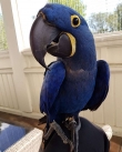 Macaws for sale